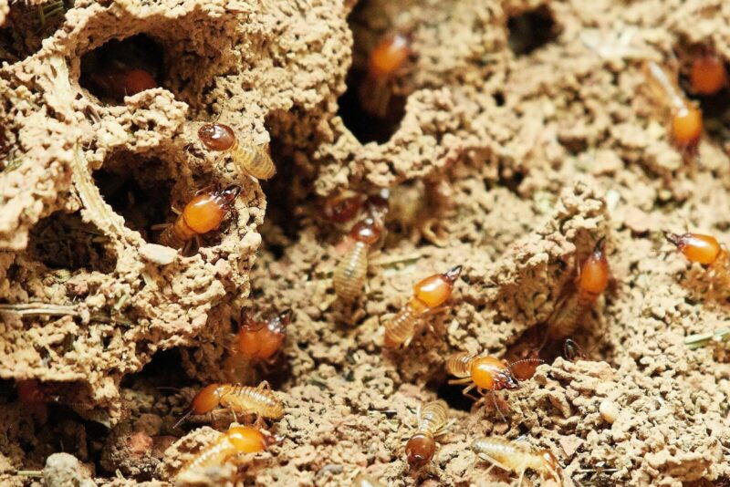 termite treatment